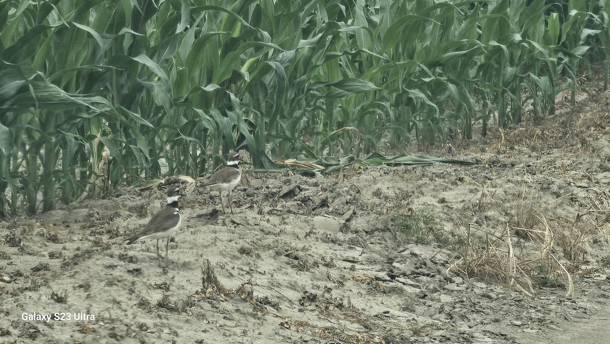 Killdeer - ML620739307