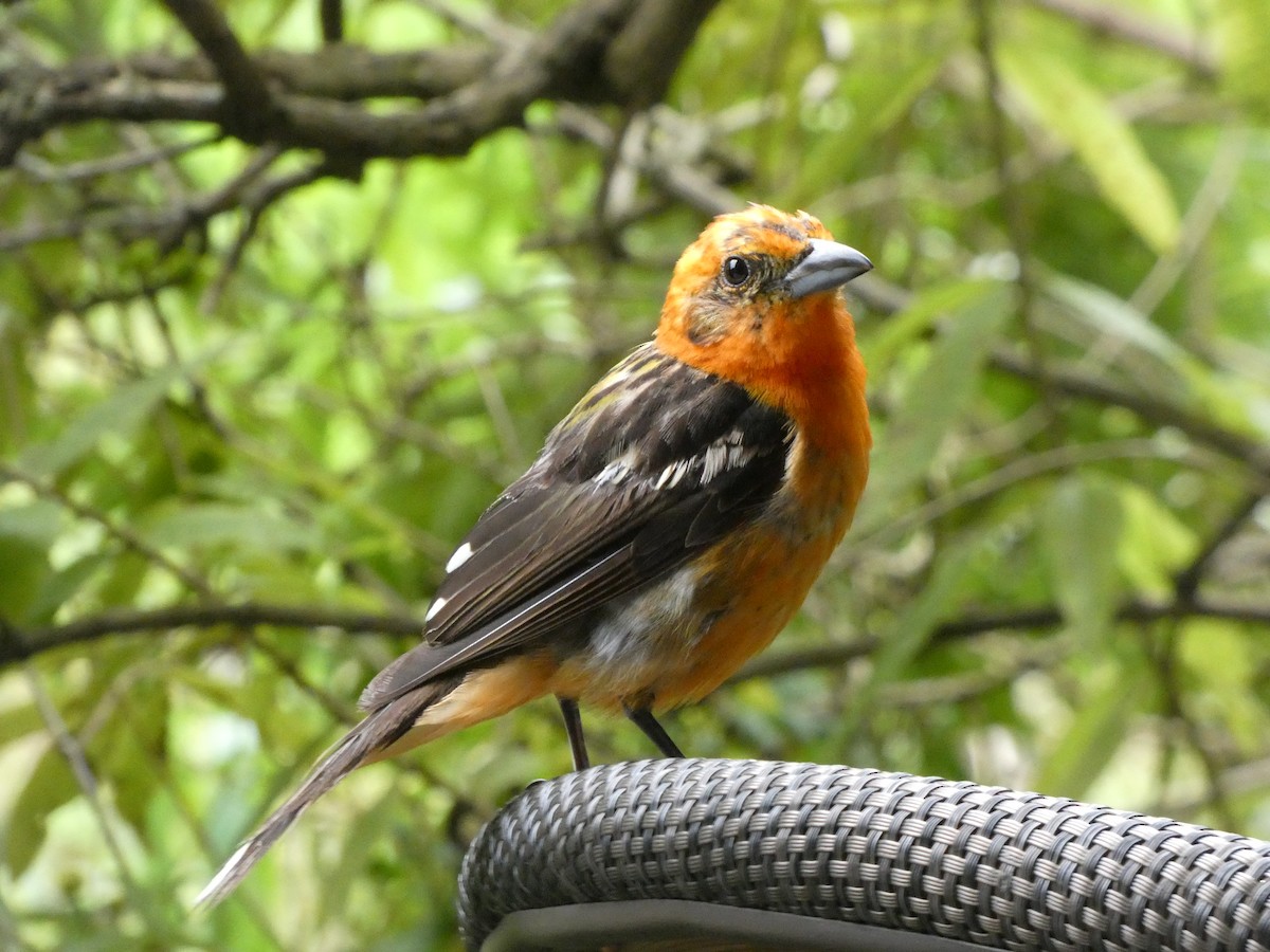 Flame-colored Tanager - ML620739309