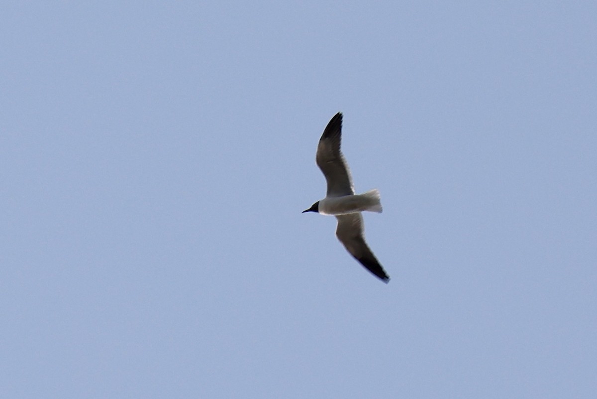 Mouette atricille - ML620739312