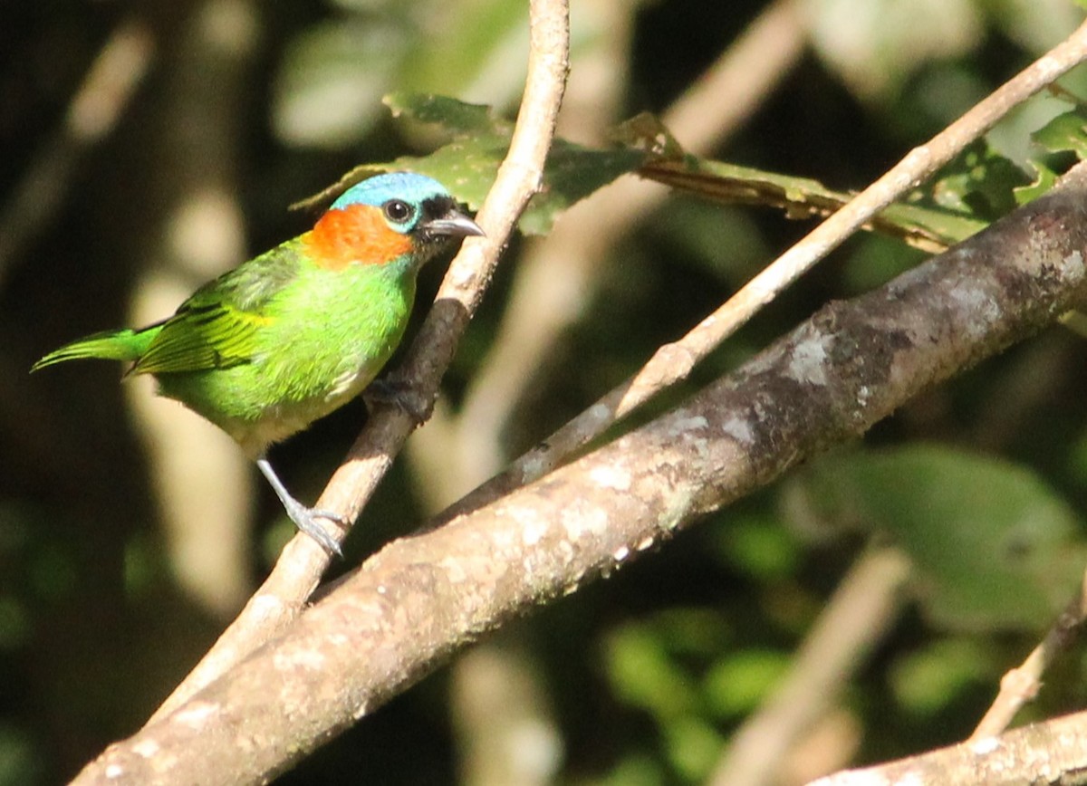Red-necked Tanager - ML620739313
