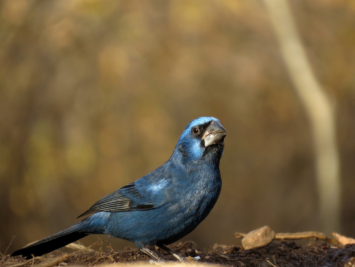 Ultramarine Grosbeak - ML620739319