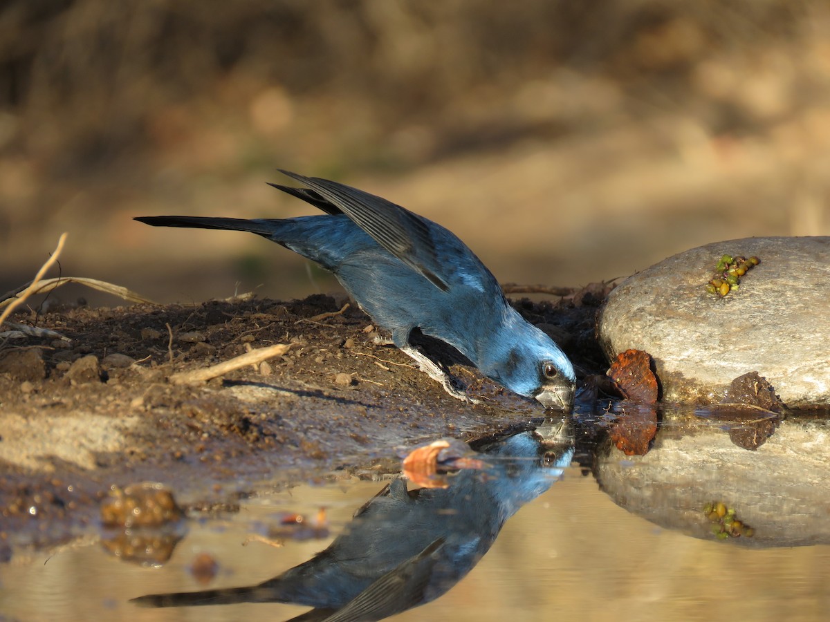 Ultramarine Grosbeak - ML620739322