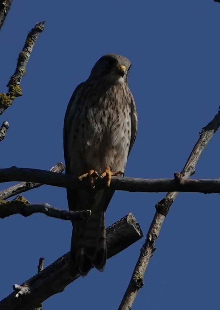 Eurasian Kestrel - Evan Clark