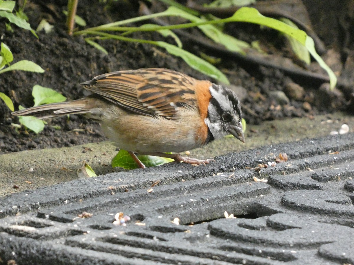 Rufous-collared Sparrow - ML620739329