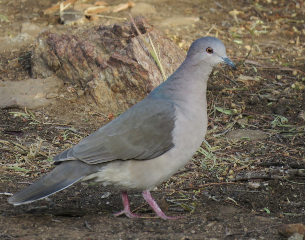 White-tipped Dove - ML620739332