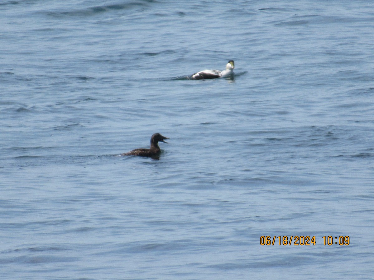 Common Eider - ML620739340