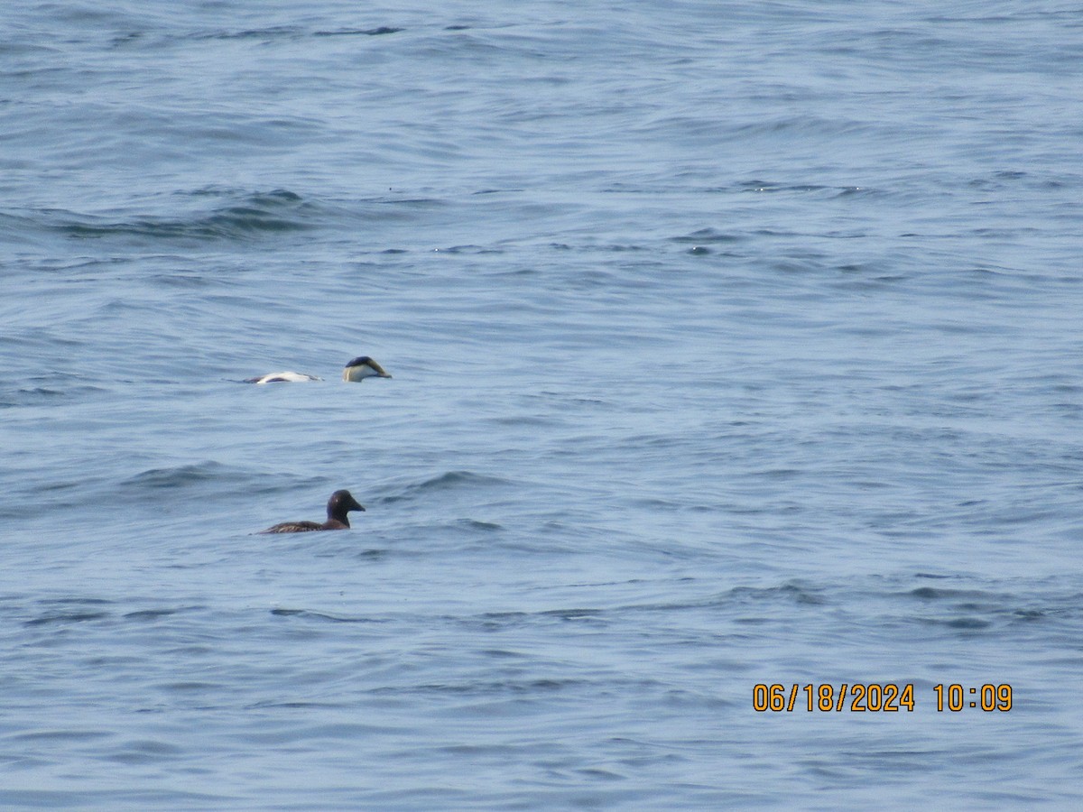 Common Eider - ML620739341