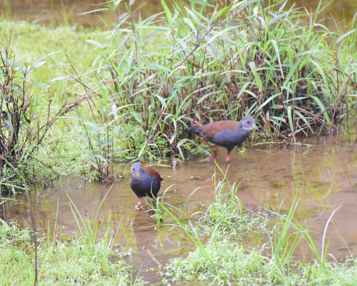 Black-tailed Crake - ML620739345