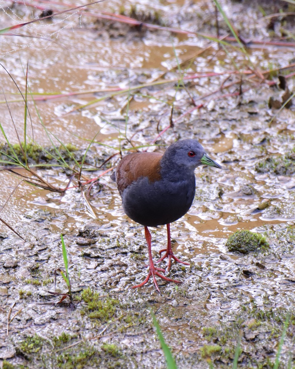 Black-tailed Crake - ML620739347