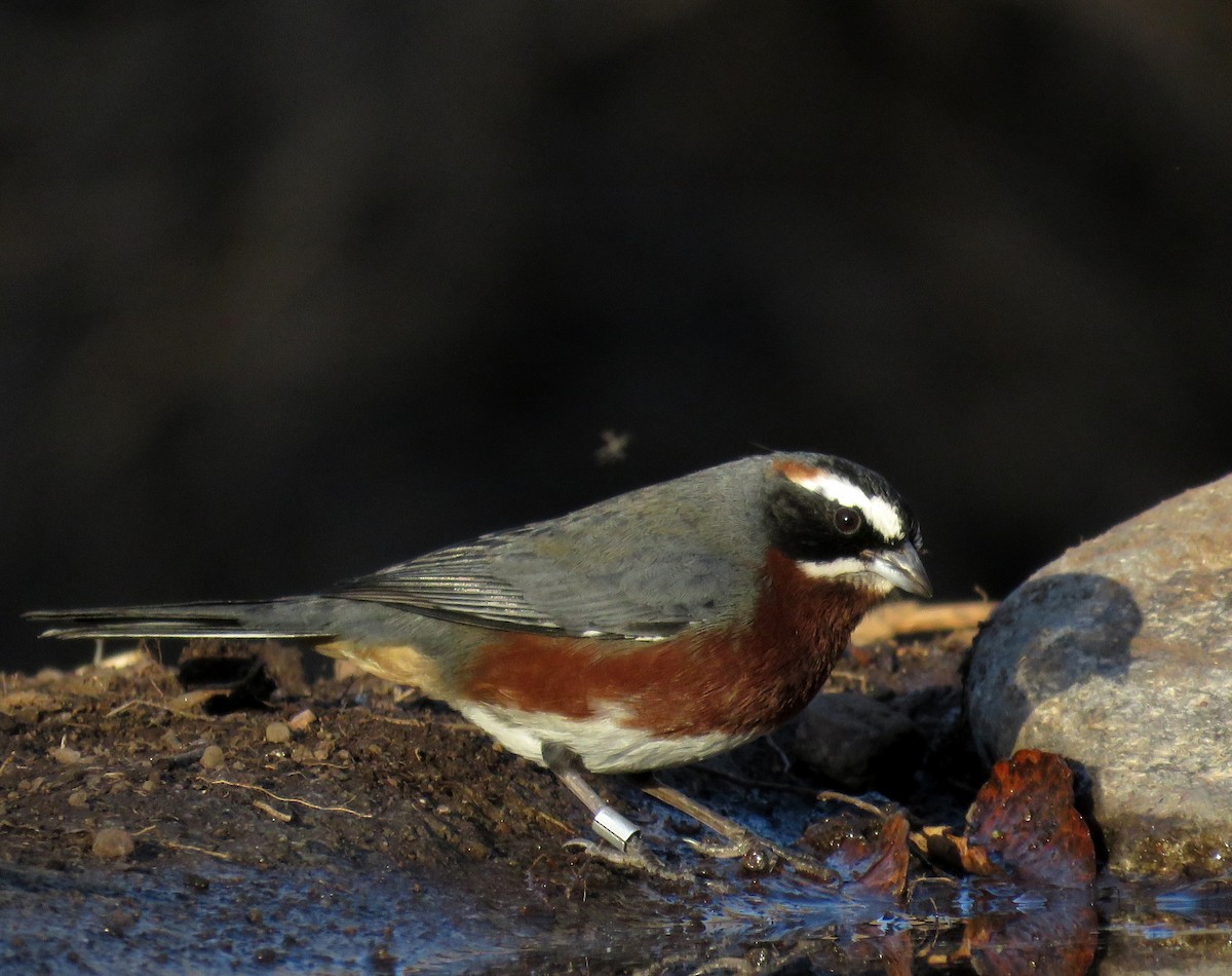 Black-and-chestnut Warbling Finch - ML620739365