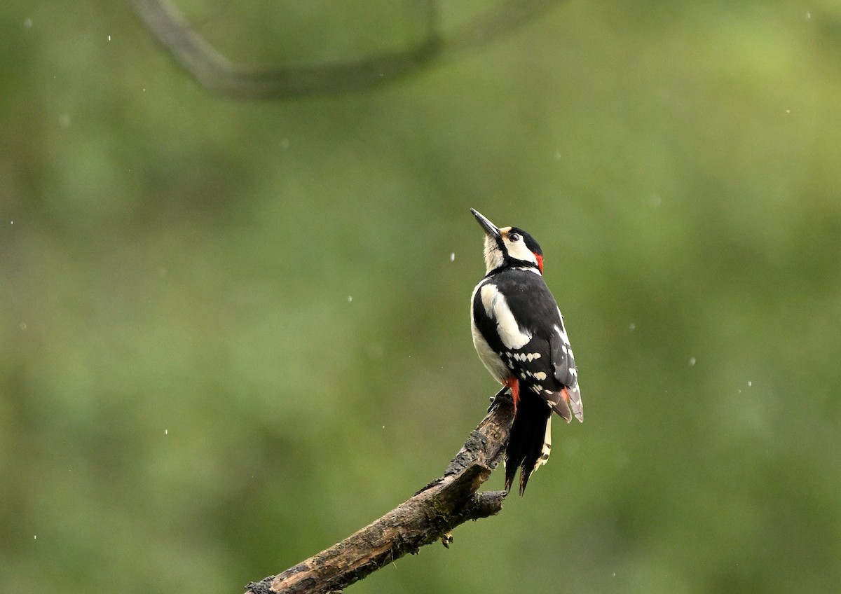 Great Spotted Woodpecker - ML620739378