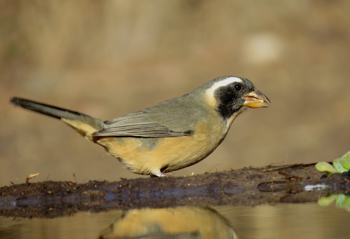 Golden-billed Saltator - ML620739383