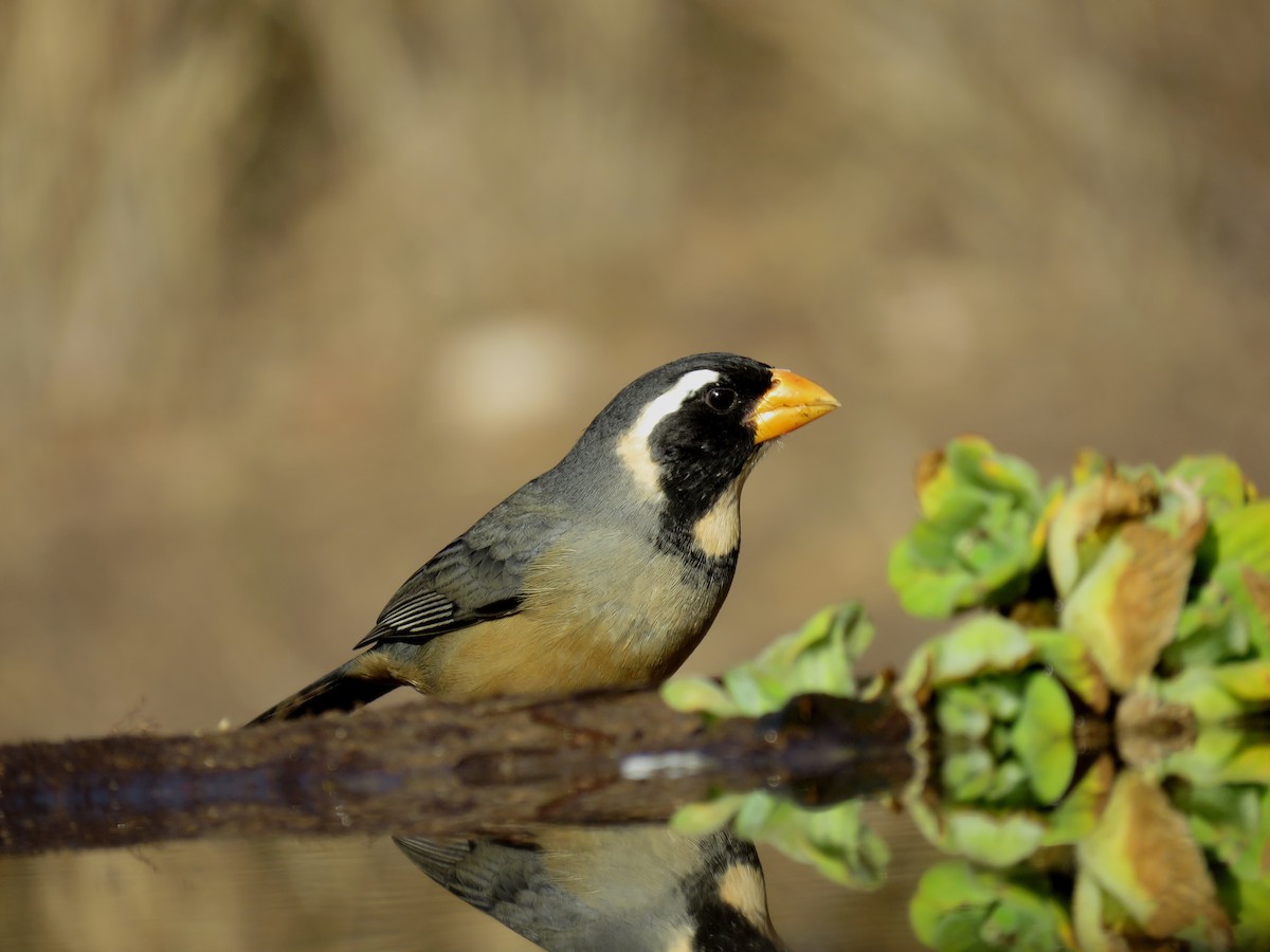 Golden-billed Saltator - ML620739384