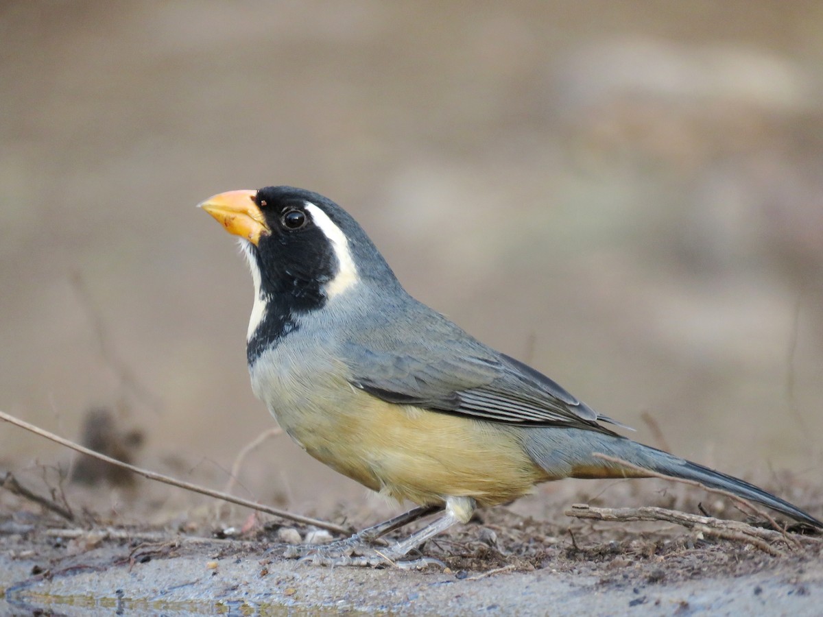 Golden-billed Saltator - samuel olivieri bornand