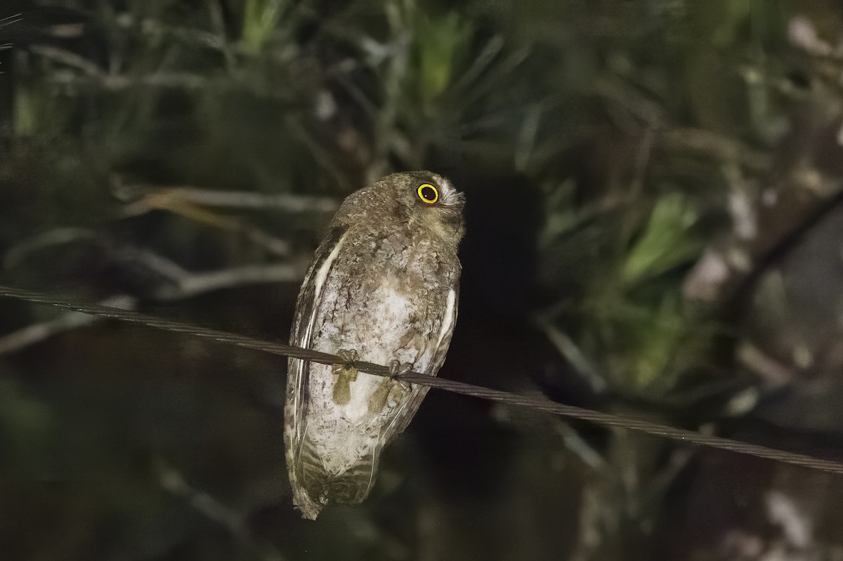 Ryukyu Scops-Owl - ML620739387