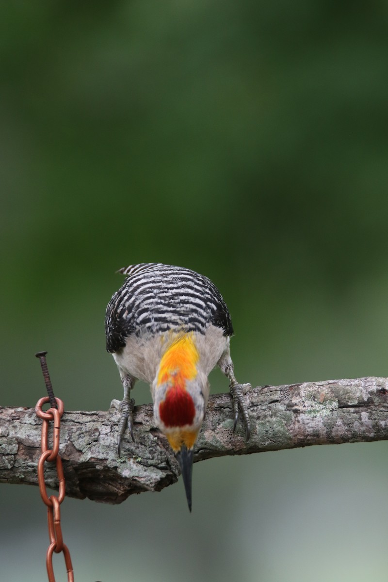 Golden-fronted Woodpecker - ML620739388