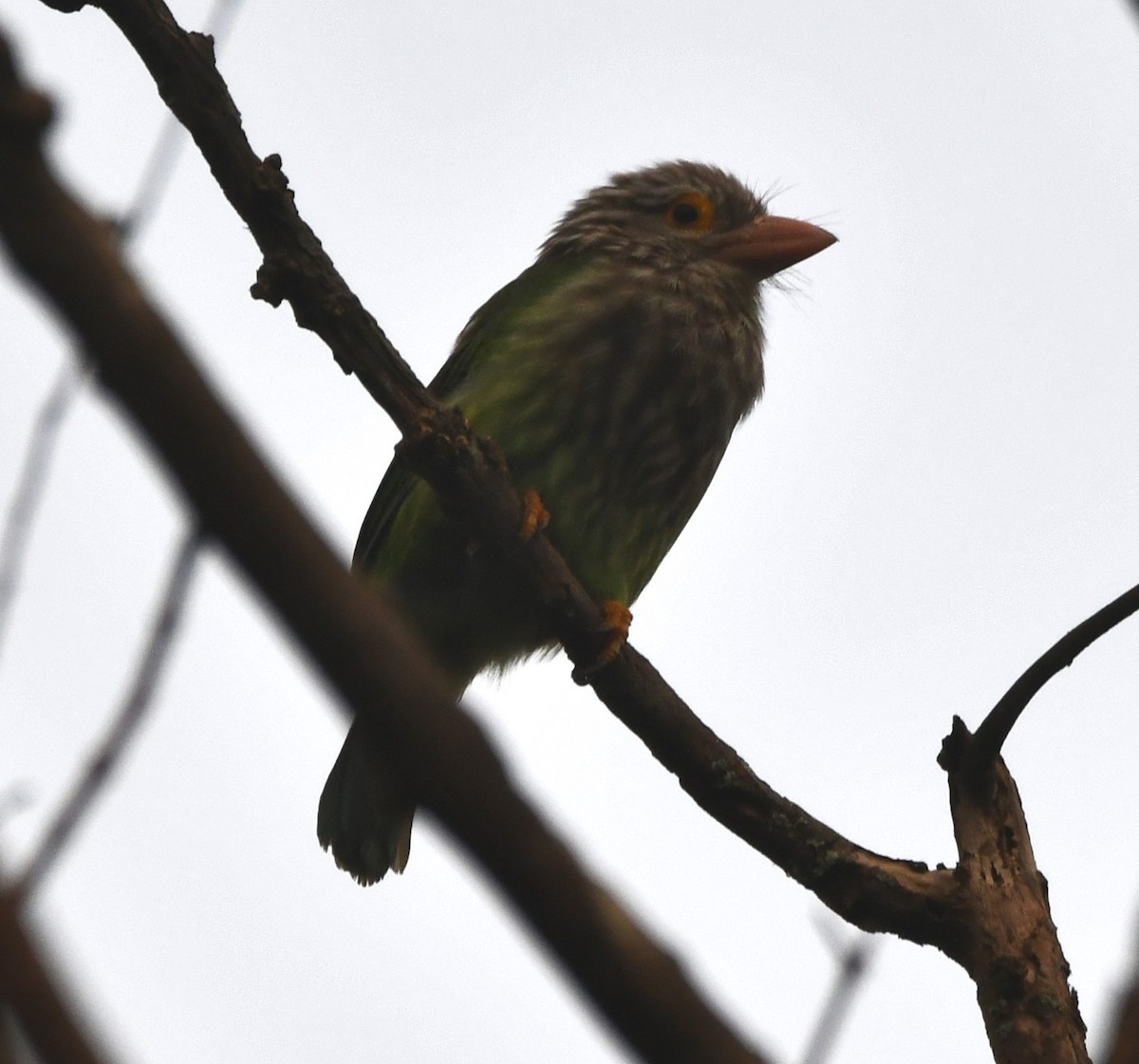 Lineated Barbet - ML620739391