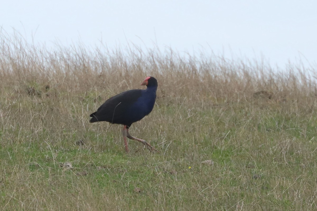 Australasian Swamphen - ML620739393