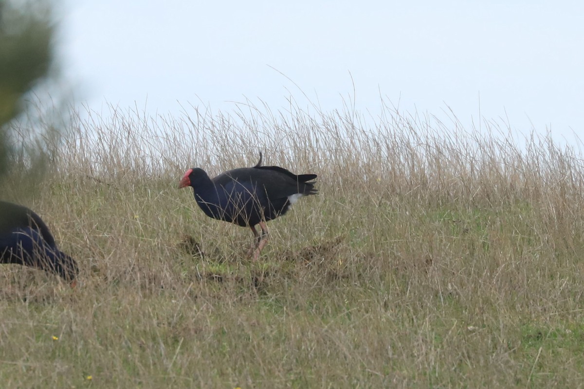 Australasian Swamphen - ML620739394