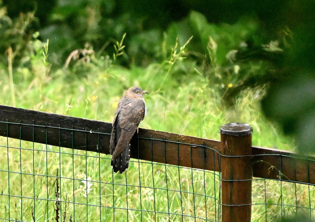 Common Cuckoo - ML620739397