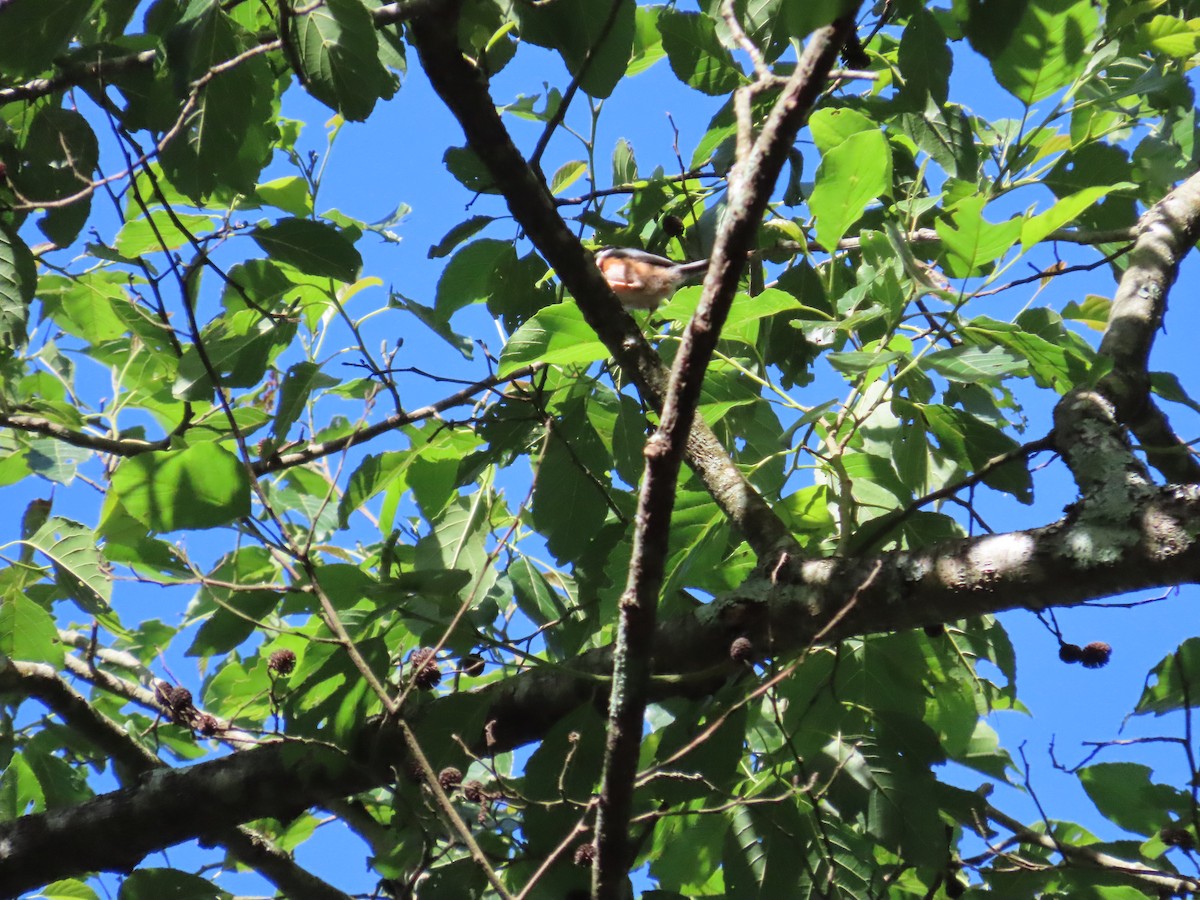 Black-throated Tit - ML620739401