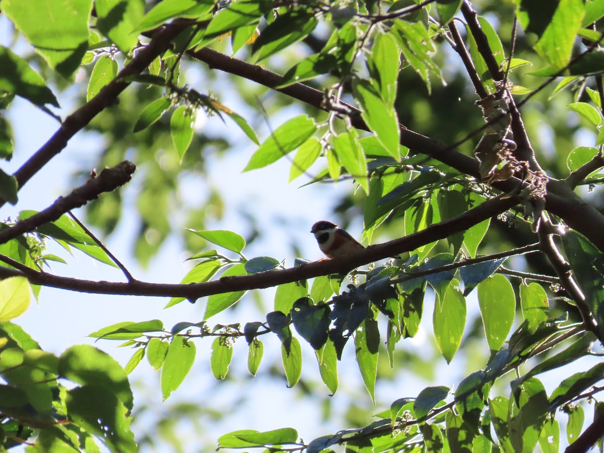 Black-throated Tit - ML620739402