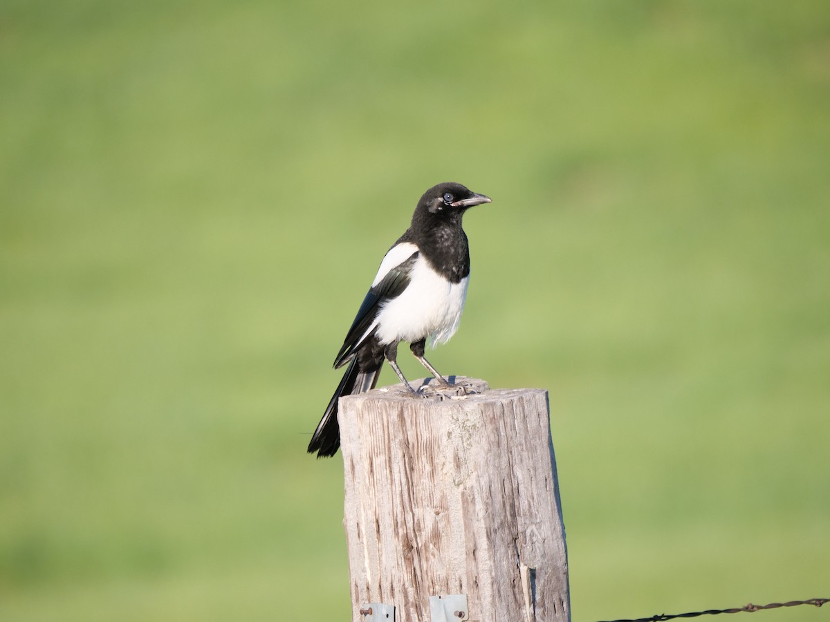 Black-billed Magpie - ML620739405