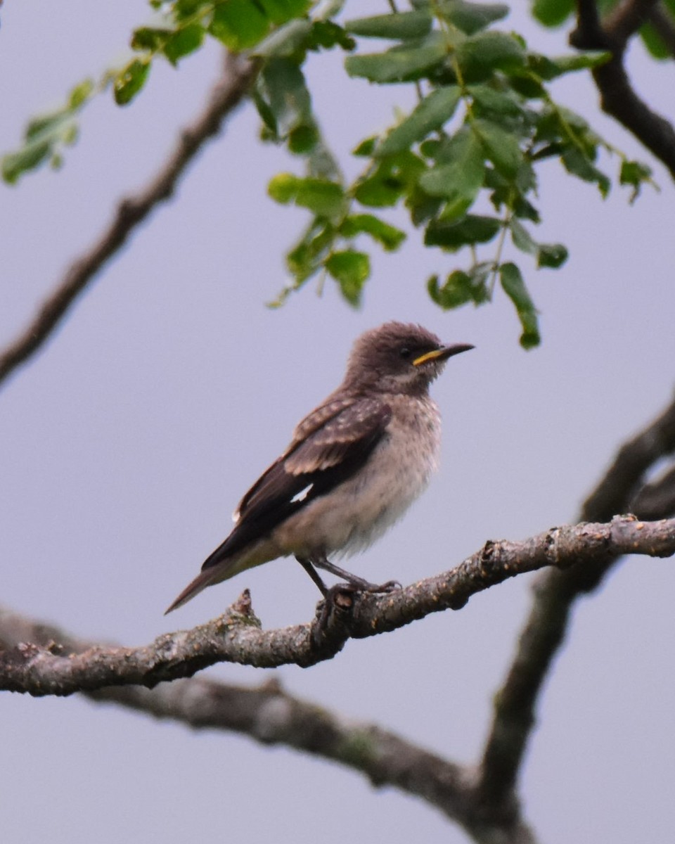 Spot-winged Starling - ML620739408