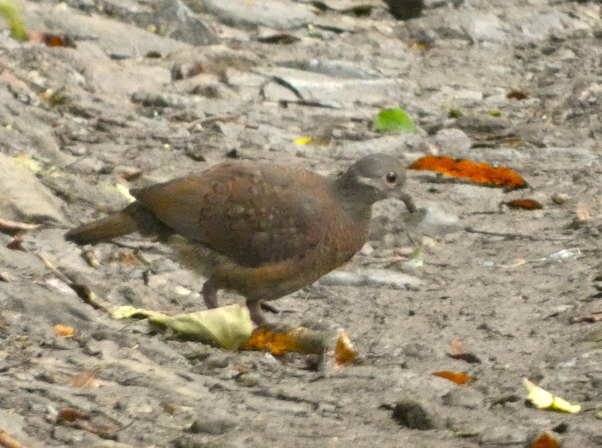 Chiriqui Quail-Dove - ML620739409