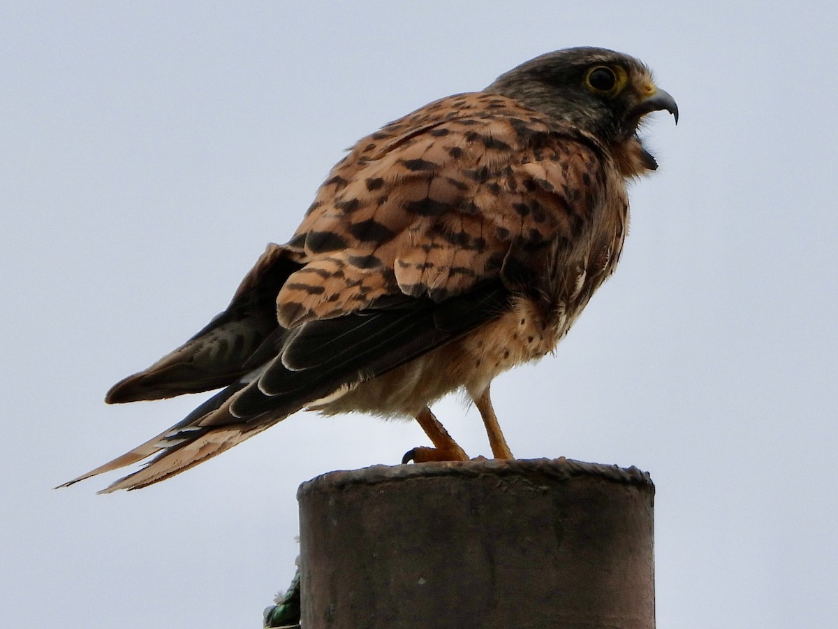 Eurasian Kestrel - ML620739415