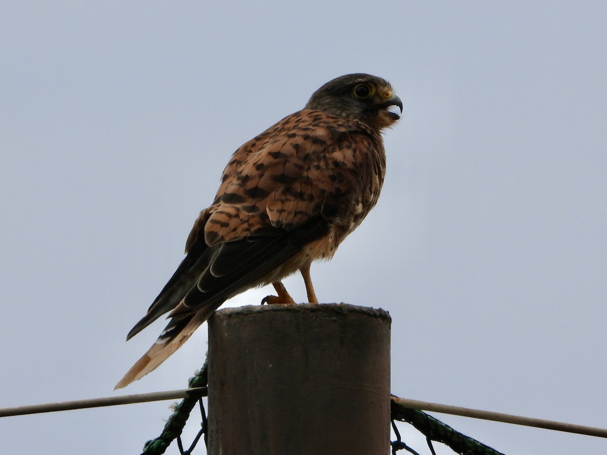 Eurasian Kestrel - ML620739419