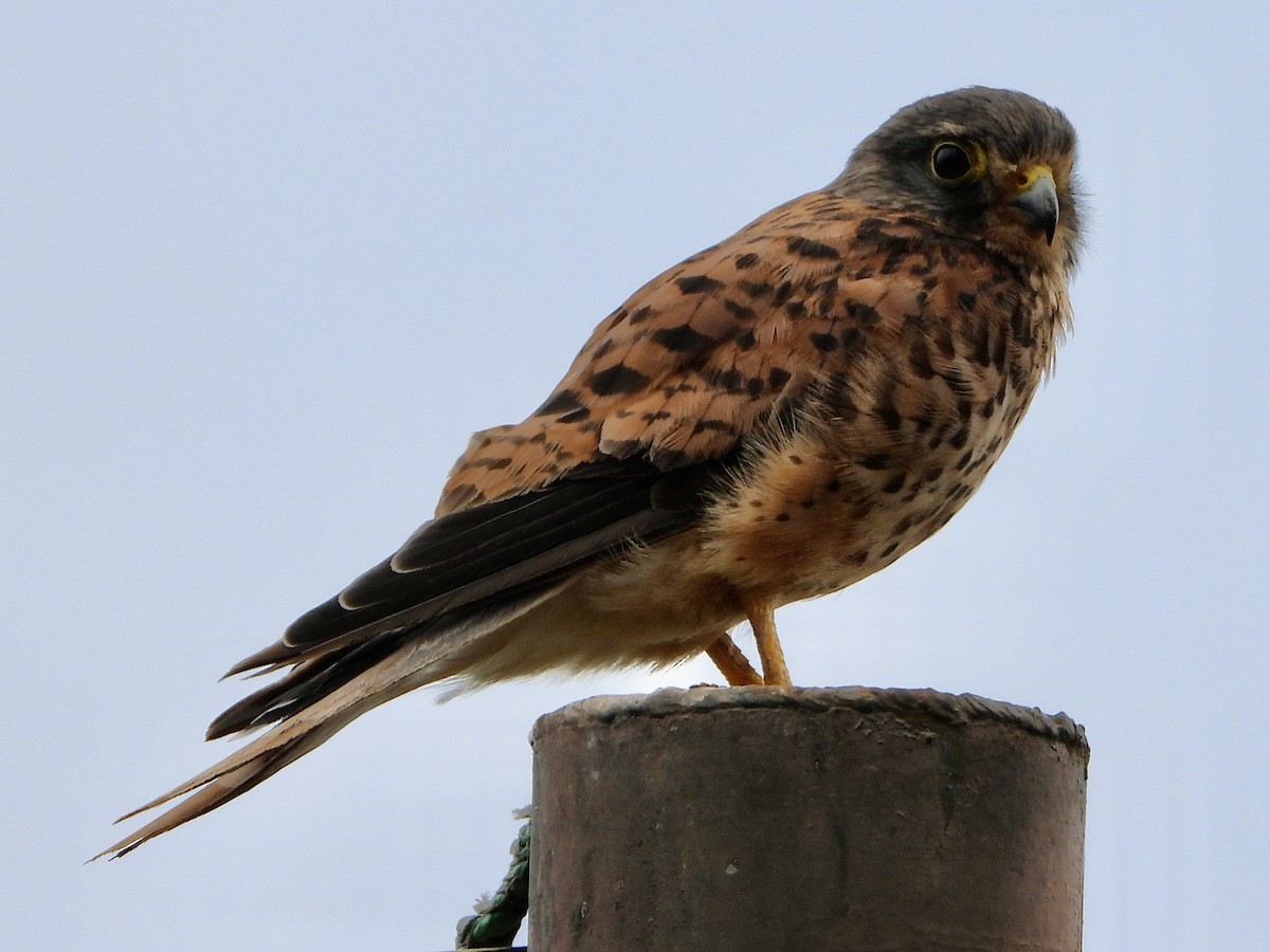 Eurasian Kestrel - ML620739420