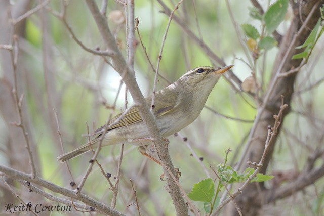 Mosquitero Boreal - ML620739437