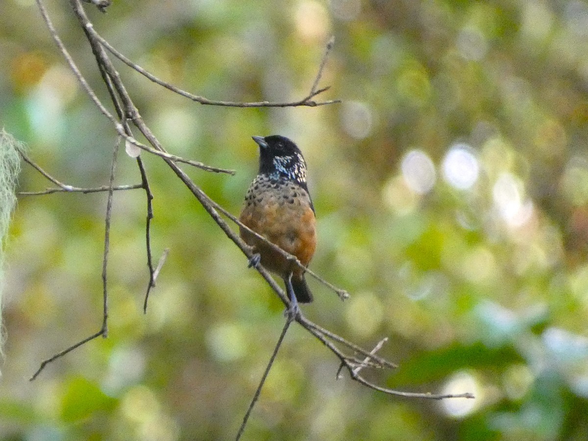 Spangle-cheeked Tanager - ML620739441