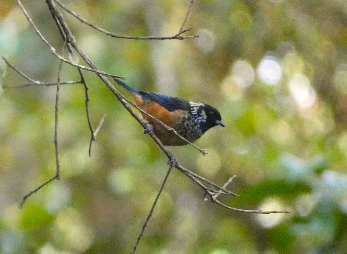 Spangle-cheeked Tanager - ML620739442