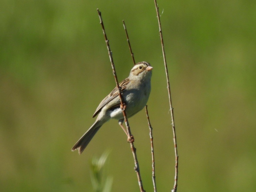 Clay-colored Sparrow - ML620739445