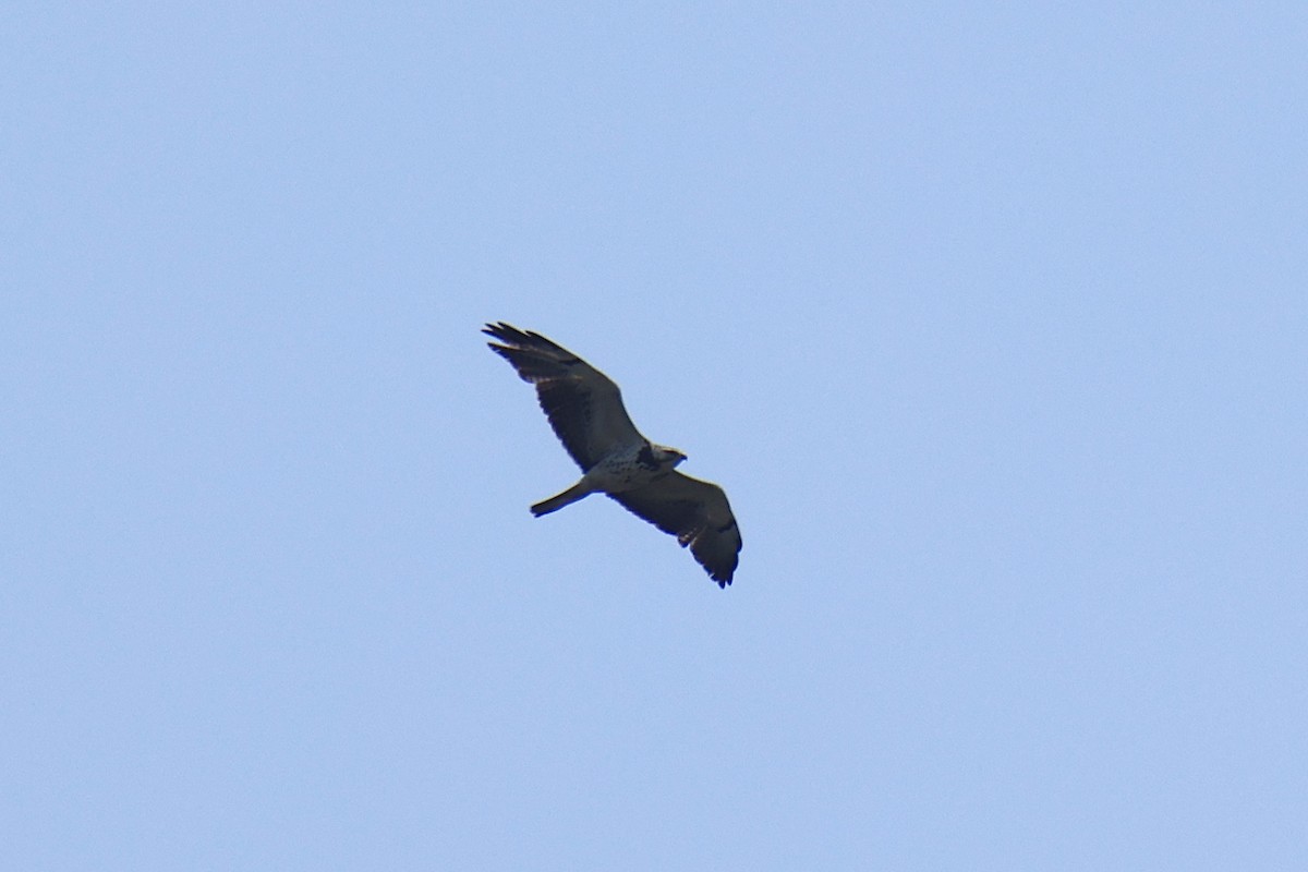 Swainson's Hawk - ML620739447