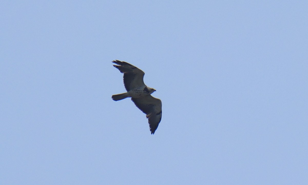 Swainson's Hawk - ML620739448