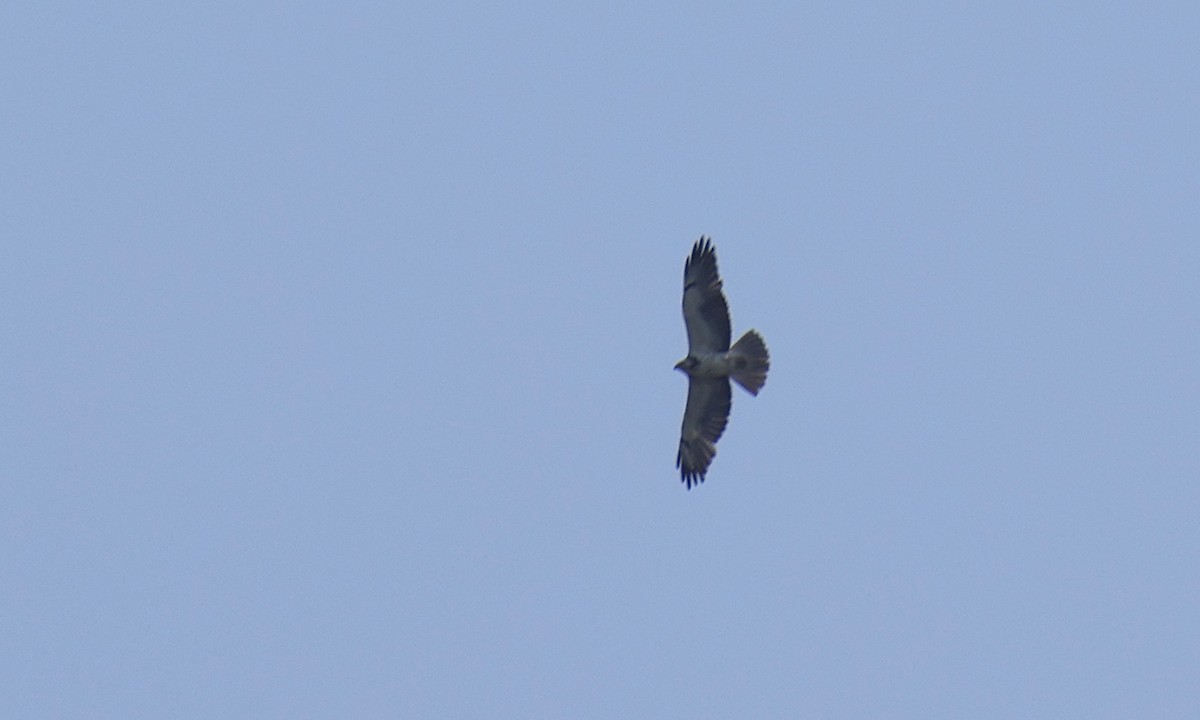 Swainson's Hawk - ML620739449