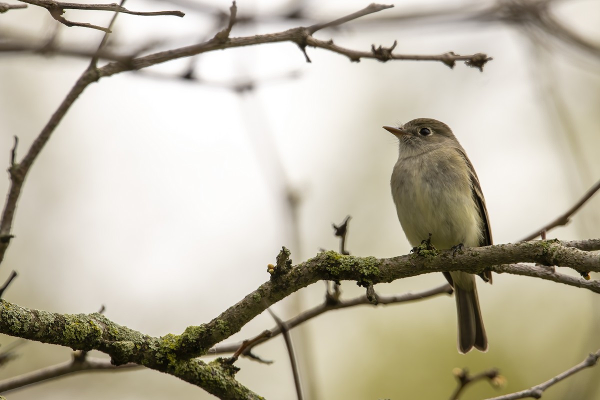 Least Flycatcher - Cody Bassindale