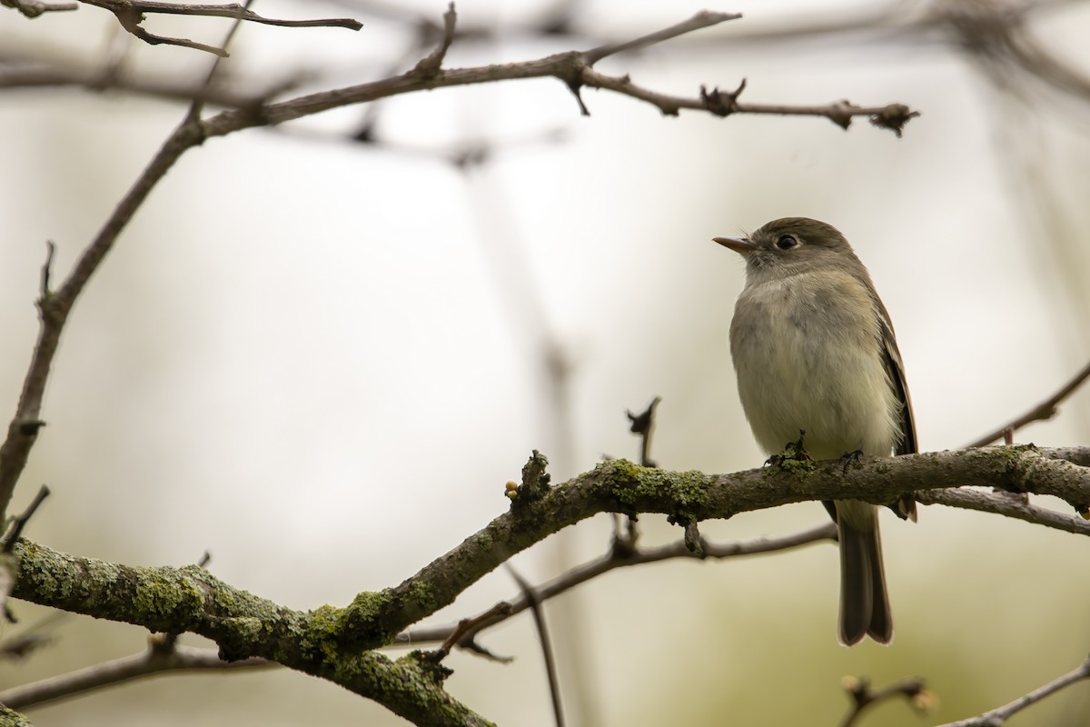 Least Flycatcher - ML620739453