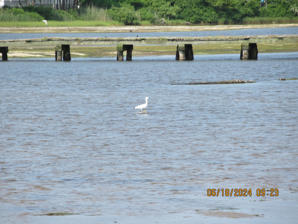 Snowy Egret - ML620739457