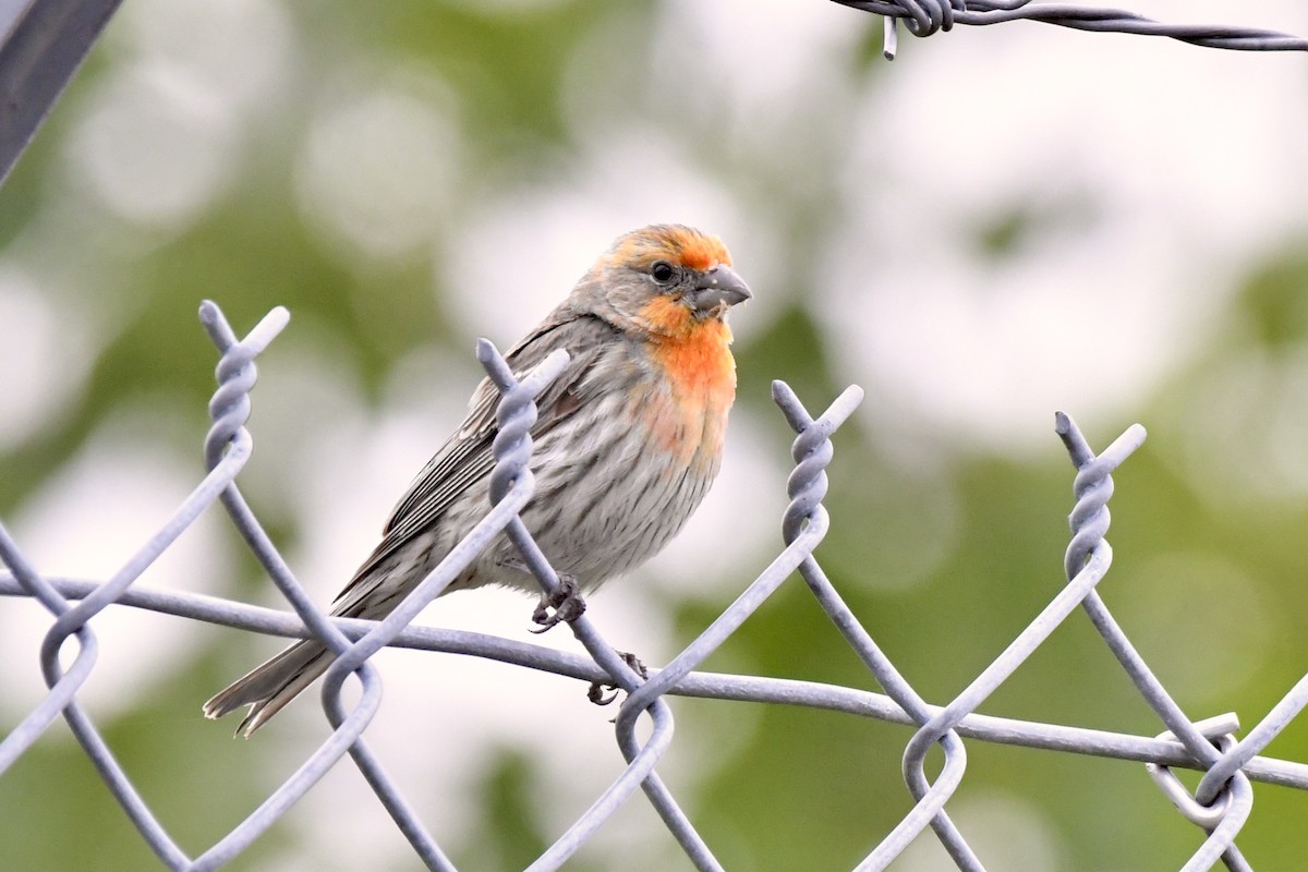 House Finch - ML620739463