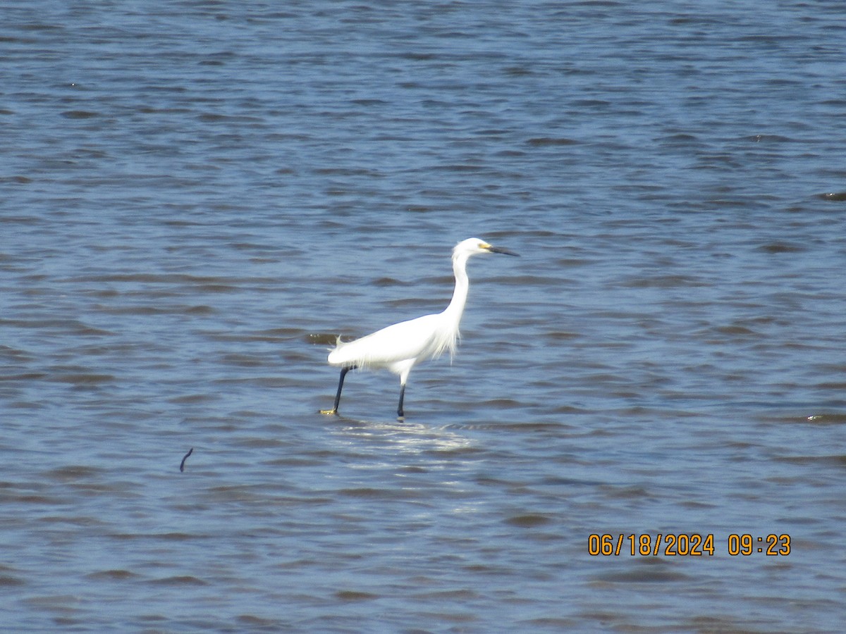 Snowy Egret - ML620739469