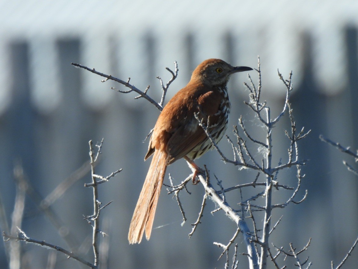 Brown Thrasher - ML620739471