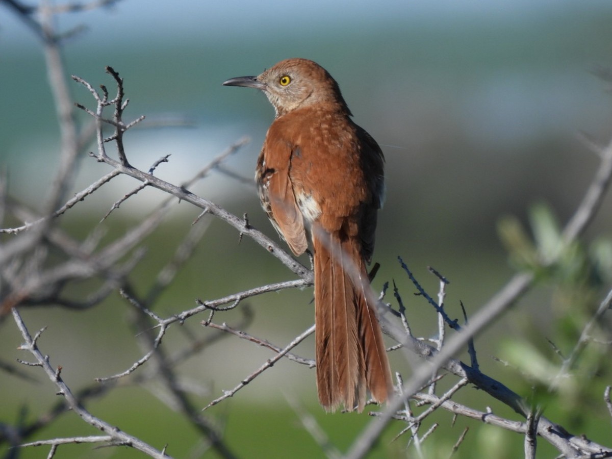 Brown Thrasher - ML620739472