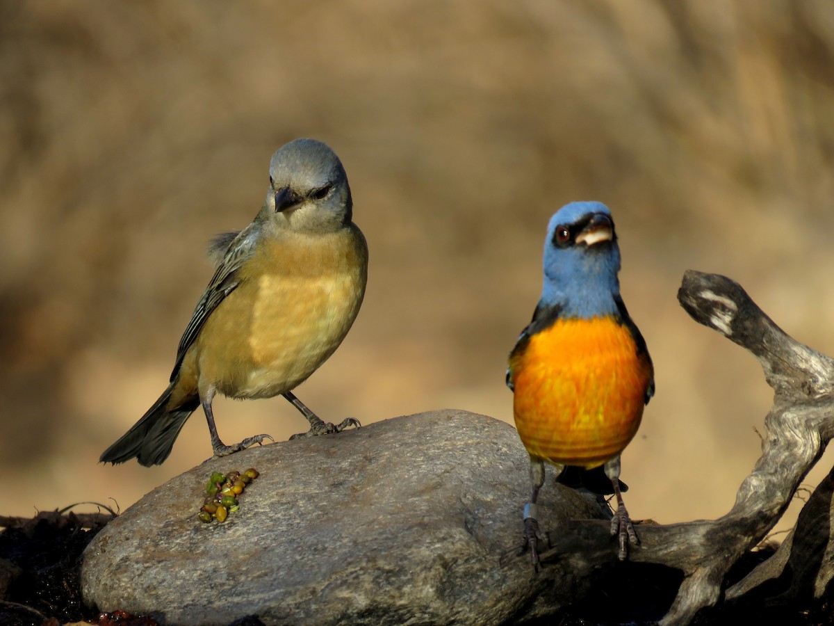 Blue-and-yellow Tanager - ML620739473