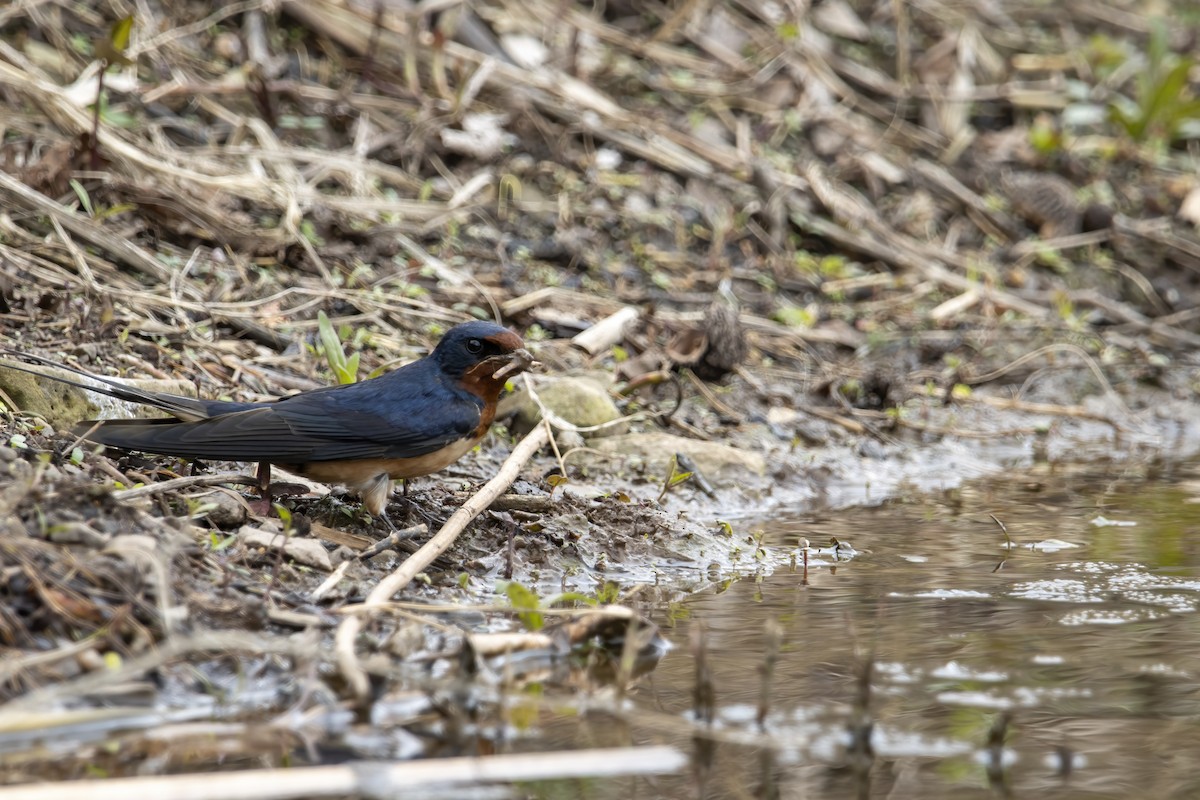 Hirondelle rustique (erythrogaster) - ML620739474