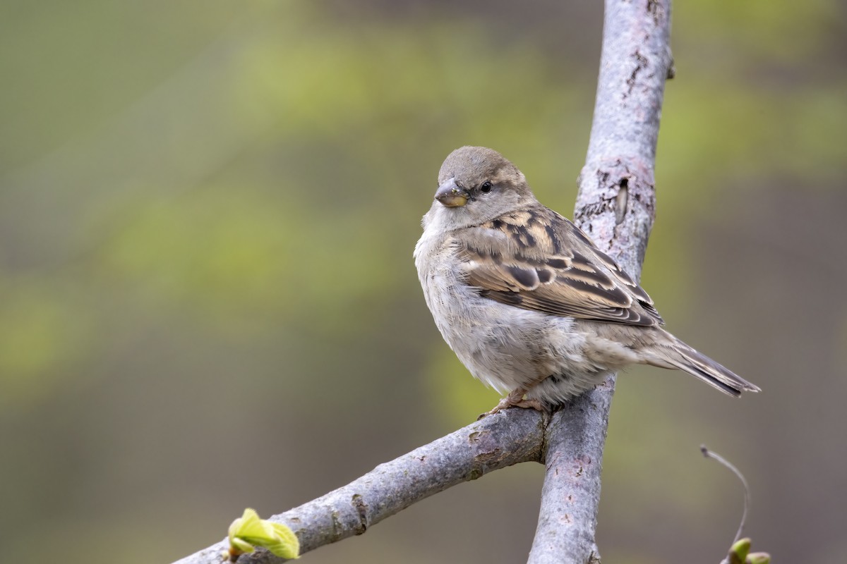 Moineau domestique - ML620739475