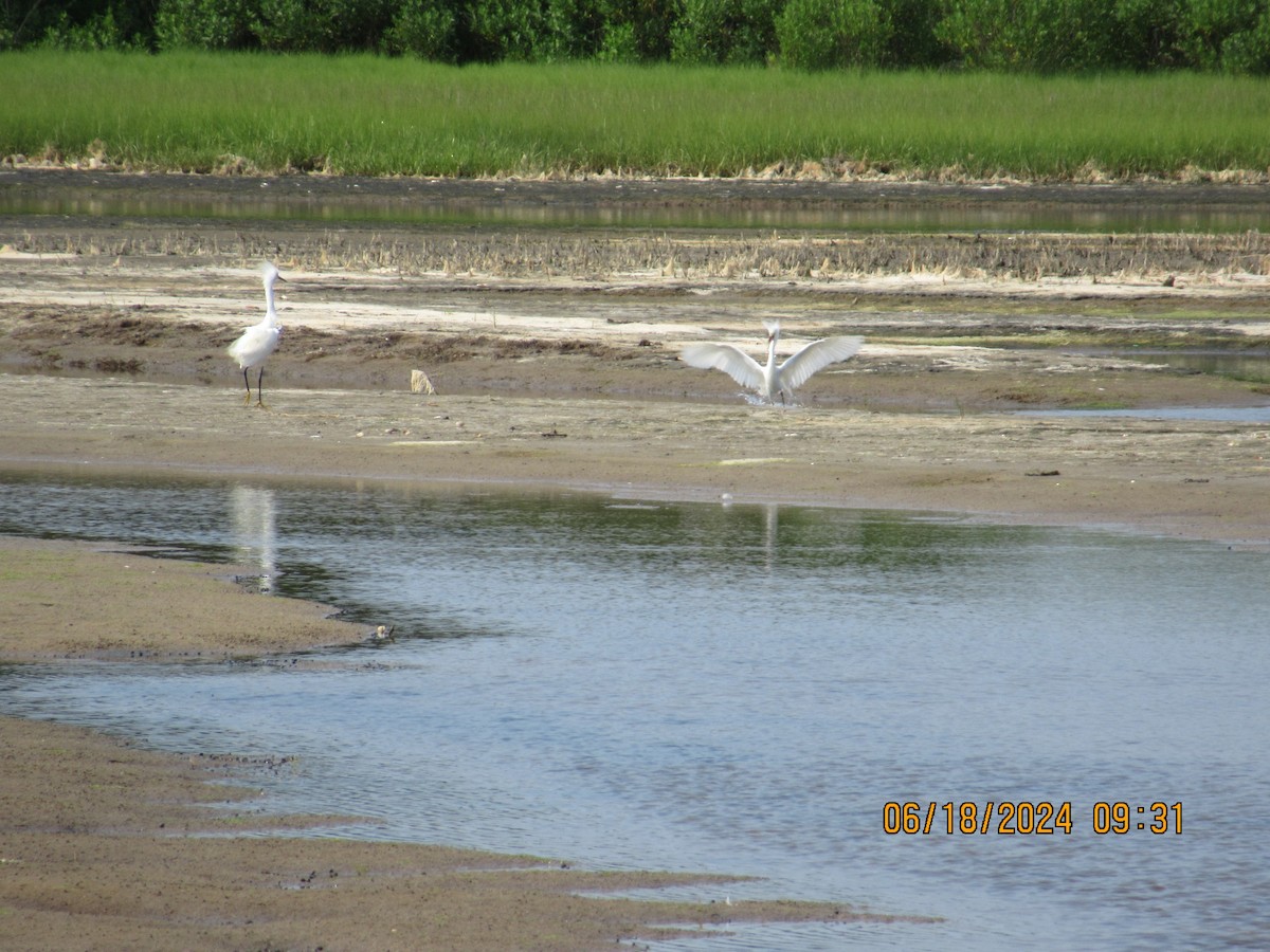 Snowy Egret - ML620739481